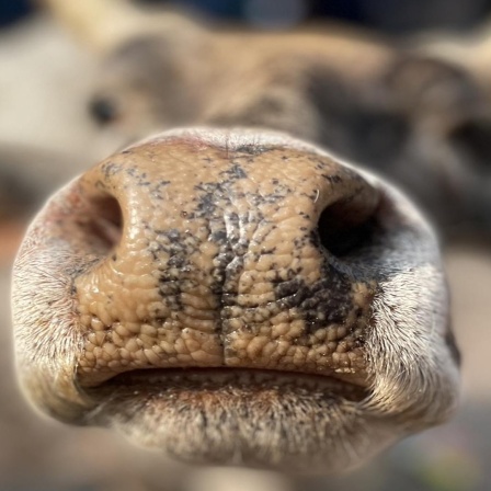 Das Maul einer Kuh in Indien zum "fast Cow Hug Day" - Umarme-eine-Kuh-Tag