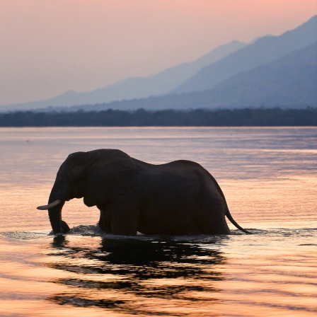 Elefant vor Sonnenuntergang im Fluss Zambezi