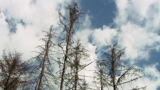 Foto: Tote Nadelbäume