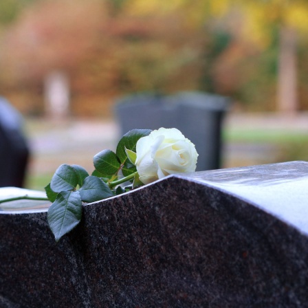 Weiße Rose auf einem Grabstein. Weitere Grabsteine unscharf im Hintergrund zu sehen