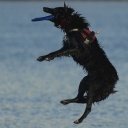 Ein Hund springt hoch und fängt eine Frisbee mit dem Maul.