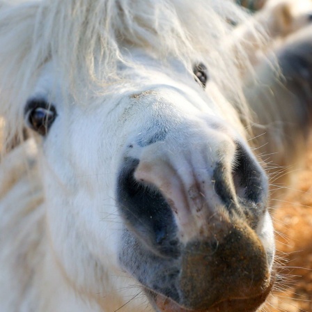 Die Tierdocs: Pony in der Identitätskrise