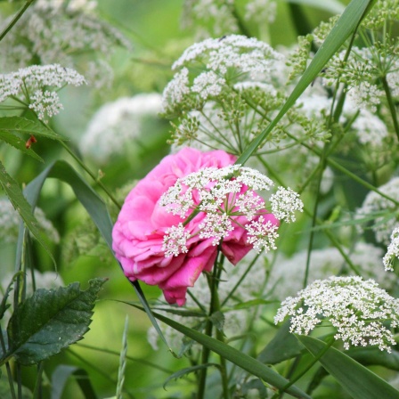 Giersch im Garten: Unkraut oder Heilpflanze?