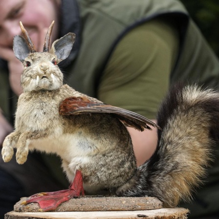Der Wolpertinger - Dichtung und Wahrheit