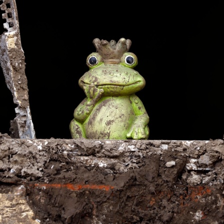Frosch hat das Jahrhunderthochwasser im Ahrtal überlebt
