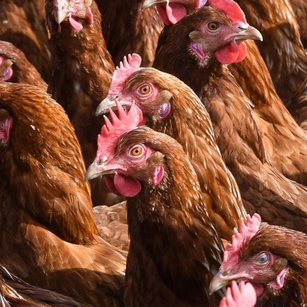Vogelgrippe H5N1 - Wie wahrscheinlich sind Infektionen beim Menschen?