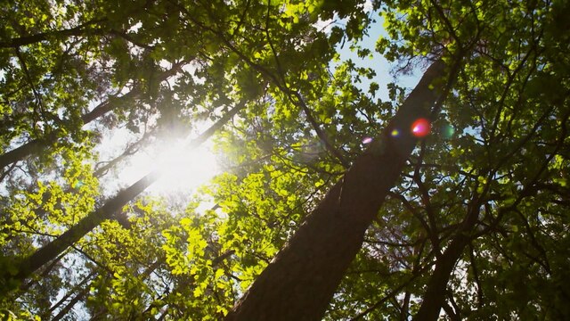 Bäume, durch den Blattwerk Sonnenlicht strahlt