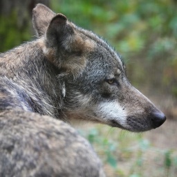 Ein Wolf, der im Wald ruht | Bild: dpa-Bildfunk/Soeren Stache