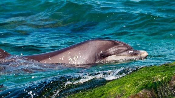 Erlebnis Erde - Die Delfinflüsterin