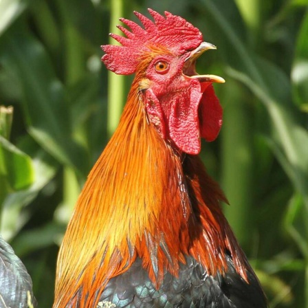 Die Tierdocs: Hahn trinkt