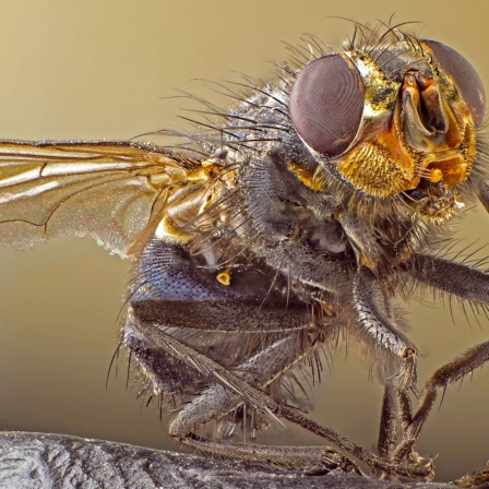 A macro shot of fly Live housefly Insect close-up.Picture archive.
