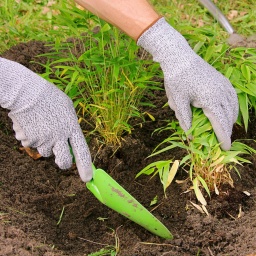 Eine Frau beim Pflanzen von Bambus im Garten: Die richtige Wahl der Sorte ist entscheidend, damit man mit der Pflanze aus Fernost gute Erfahrungen macht.