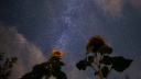 Sternschnuppen der Perseiden sind neben der Milchstraße am Nachthimmel zu sehen, im Vordergrund Sonnenblumen; © dpa/Ole Spata