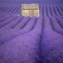 Zwischen Lavendel und Fremdenhass - Notizen aus Südfrankreich