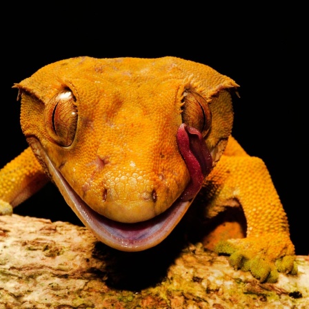 Ein Gecko sitzt auf einem Ast
