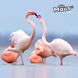 Flamingos im Zwillbrocker Venn