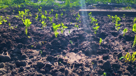 Wer Weiß Denn Sowas? - Welche Gartenweisheit Hilft Bei Trockenheit Im Gemüsebeet.