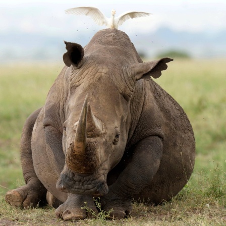 Nashorn
