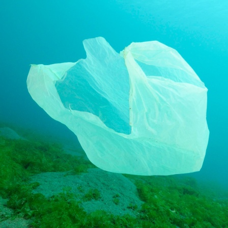 Eine Plastiktüte treibt durch Meerwasser.