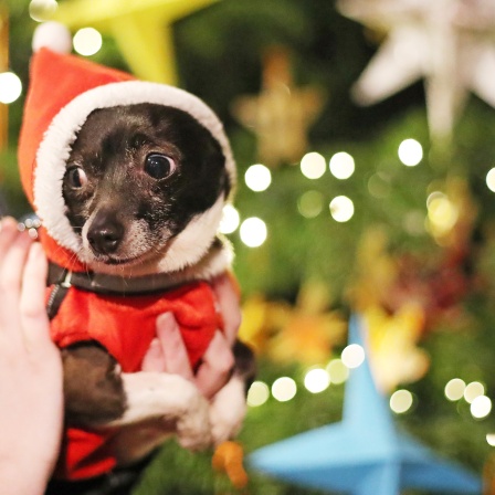 Ein Hund in einem weihnachtlichen Kostüm ist auf dem Arm eines Menschen vor einem Weihnachtsbaum.