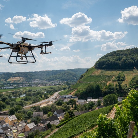 Eine Drohne schwebt über einem Weinberg.