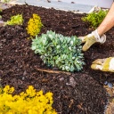 Ein Gärtner legt Mulch im Beet aus.