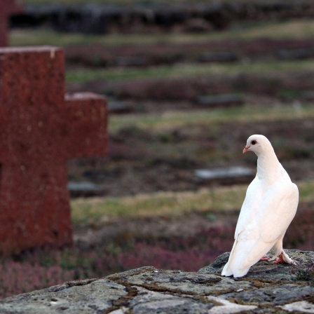 Eine weiße Taube sitzt vor einem Kreuz