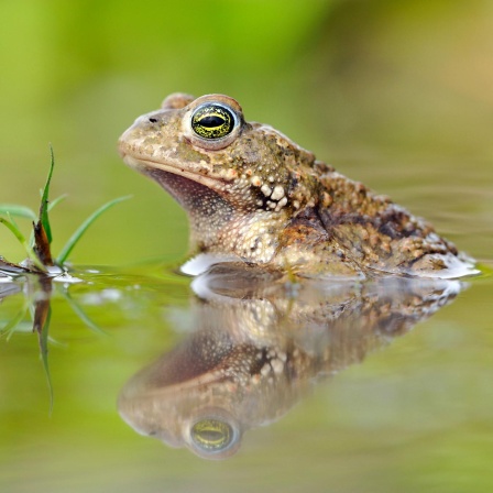 Amphibiensterben - Gibt es Chancen für Frösche, Molche und Kröten?