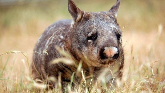 Erlebnis Erde - Australien (3): Im Land Der Wombats