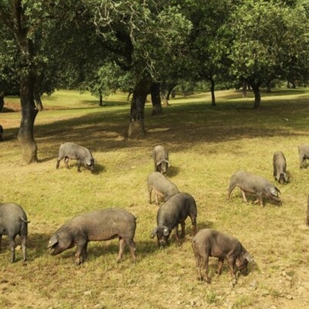 Iberische Schweine in Andalusien im Wald