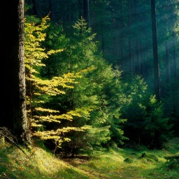 Buchen und Fichten im Elbsandsteingebirge in Sachsen