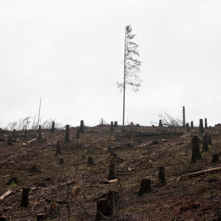 Eine abgestorbene Fichte steht auf einem abgeholzten Hügel.