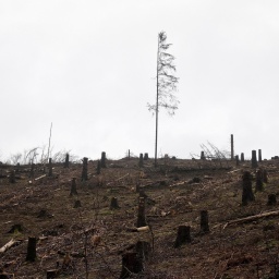 Eine abgestorbene Fichte steht auf einem abgeholzten Hügel.