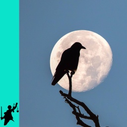 Die Silhouetten zweier Saatkrähen sitzen bei Vollmond auf abgestorbenen Ästen  - Illustration für den Krimi "Die Nacht der Raben"