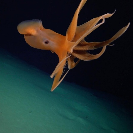 Ein krakenähnliches, orangefarbenes Meerestier in der Tiefsee.