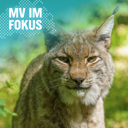 Ein Luchs im Gebüsch.