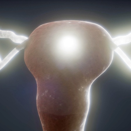 Die Animation zeigt das weibliche Fortpflanzungssystem mit Gebärmutter und Eierstöcken.