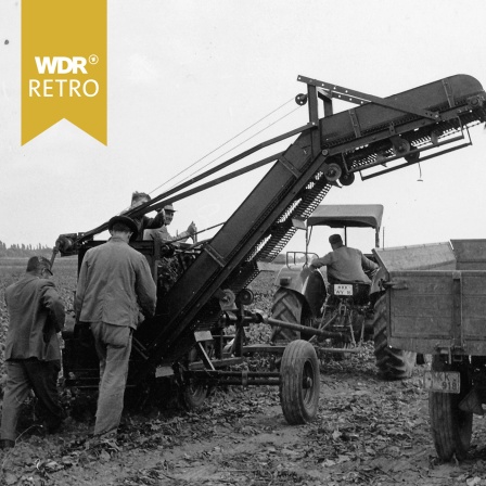 Bauern bei der Ernte in den 1960er Jahren