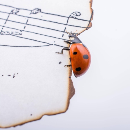 Marienkäfer läuft auf einem Papier mit Musiknoten