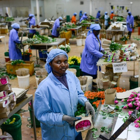Mitarbeiterinnen verpacken für den Export nach Europa bestimmte Rosen in einem Fairtrade zertifizierten Anbaubetrieb in Kenia.