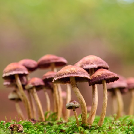 Eine Gruppe Pilze im Wald