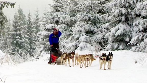 Helden Auf Vier Pfoten (4) Das Große Rennen Der Schlittenhunde