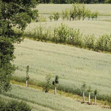 Holz, Obst, Weizen auf einem Feld: Lohnt Agroforstwirtschaft?