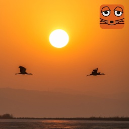 Abendsonne, Vögel, Maus-Logo