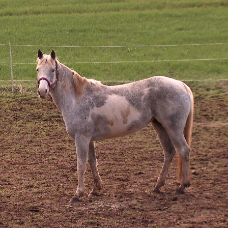 Pferd