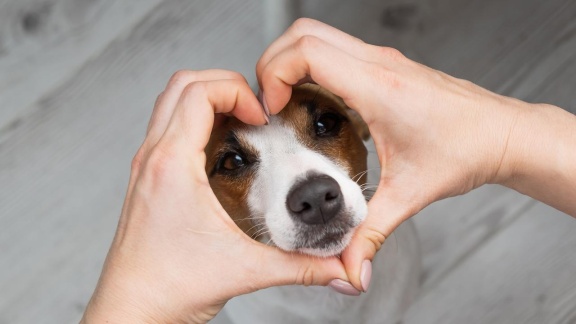 W Wie Wissen - Hund Und Mensch - Das Geheimnis Einer Freundschaft - W Wie Wissen Spezial