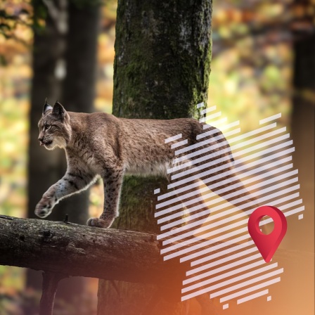 Eine Luchs-Sichtung ist wie ein Sechser im Lotto – so scheu, wie die Raubkatze ist.