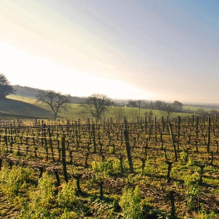 Weinstöcke an den Hügeln im Umland von Poitiers.