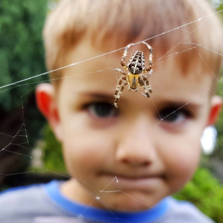 Junge guckt auf Spinne in Spinnennetz