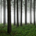 Ein Fichtenwald im Nebel.